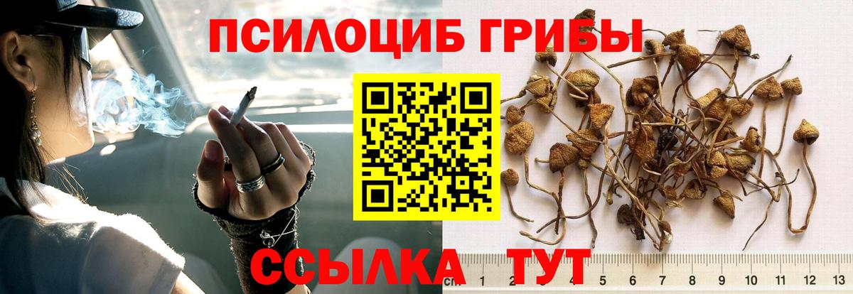 Волоколамск  Галлюциногенные грибы Psilocybine cubensis  Вход с VPN 